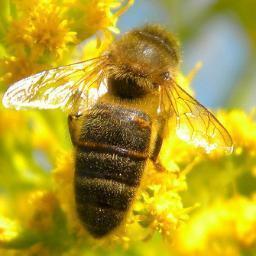 L' apiculture