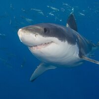 a6656aef113a9b7a9eb706842235fb