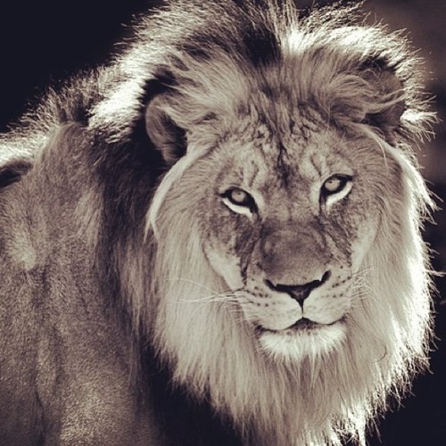 Being your self is the best way to show people how you really are. And they will love you