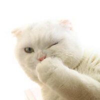 Cey 🐞 (@bitliprnses) Twitter profile photo