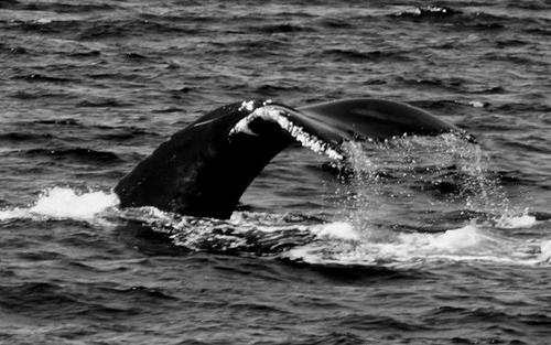 talatkiris's profile picture. Beyin Cerrahı, Denizci, Maceracı, Denemeci, Hikayeci