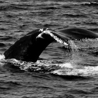 Talat Kiris (@talatkiris) 's Twitter Profile Photo