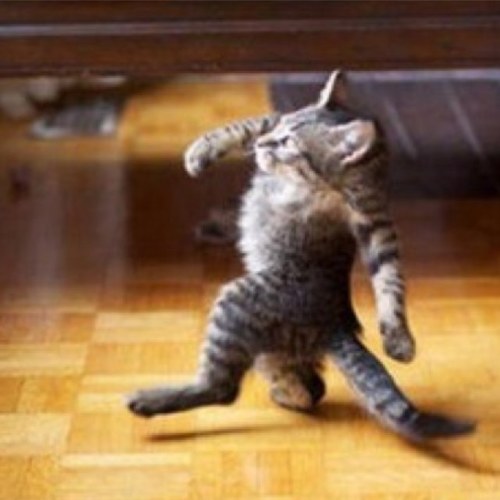 ANIMALS WITHOUT NECKS
