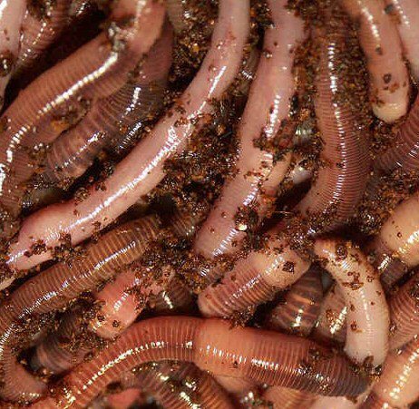 Clew of worms recently arrived in Islington. Tweets directly from the wormery!