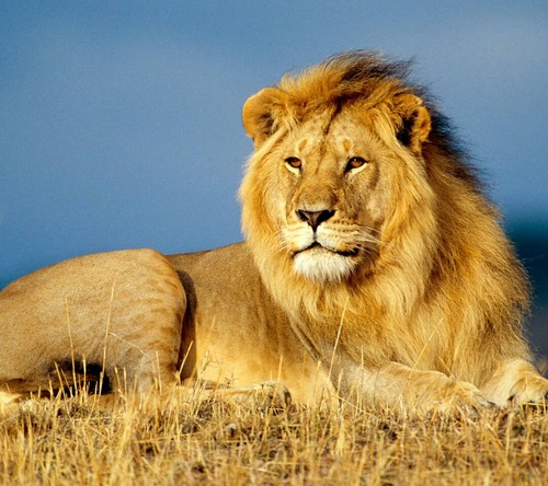 sampath2293's profile picture. @HoudiniFinance best dex with ZkSync. 🚀🚀❤️❤️