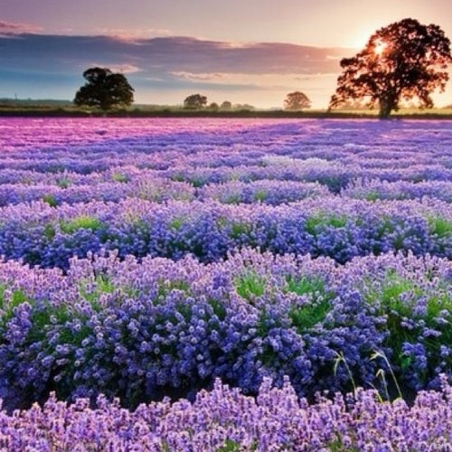 ShawnTweedt's profile picture. Minimally Invasive Surgeon