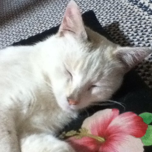 _hrairoo's profile picture. ぱっちざぐっとらっく！