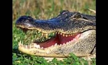 oklahomabound20's profile picture. Love nfl football, float trips, and relaxing