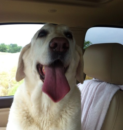 whitwilldo's profile picture. 