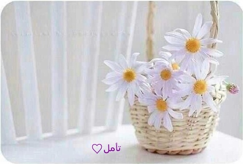 taamul44's profile picture. ‏أتأمل ماحولي ،السماء تأسرني ومن على اﻷرض يلهمون أناملي للكتابة وأعشق كل نور سطر على ورق، مفضلتي تحوي شيئا من كتاباتي