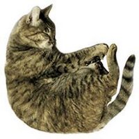 トラきち (@toratoratoracat) 's Twitter Profile