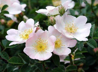 AriadniDimi's profile picture. 