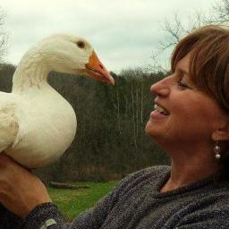 Raising geese in Missouri on our family farm with the original homestead as a B&B