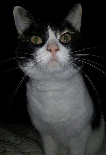 CRNBSKNT's profile picture. 