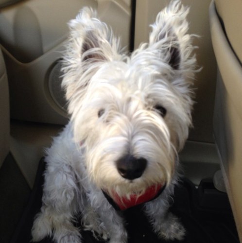 NimbleReader's profile picture. 