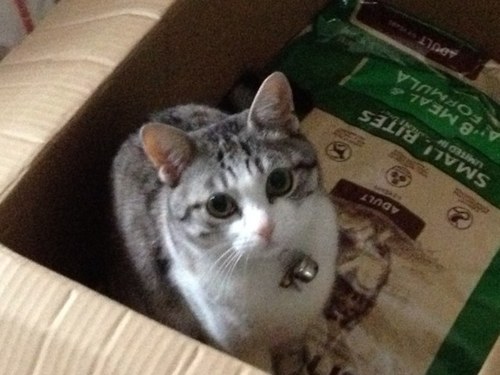 kazu1701d's profile picture. 