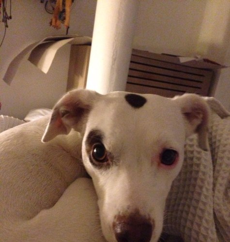 Pameladuque2's profile picture. retwittera 🌱jardinera 🌱