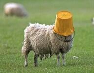 IShepherd will bring factual news, retweet excellent articles, and dabble in hashtag humor. Backup for iSheeple1