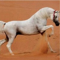 فالح العازمي  (@112233zoom) 's Twitter Profile