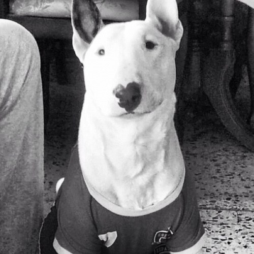 adridabe's profile picture. Cuando se inbento la polvora murieron los valientes