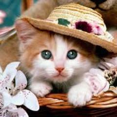 a woman who love cat, very very love them |