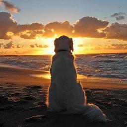 Environmental/Animal Advocate.   Respect Mother Earth working to be a Sustainable Universe for all Living Things.  Aloha Aina ~