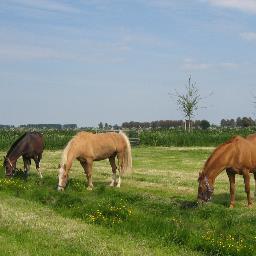 Springruitertje//Fendt//Boerderij//Koeien