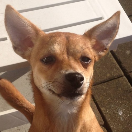 Ik ben Scruffy (jack russell x chihuahua) klein maar groot van karakter! Vind iedereen leuk en lief! Knuffelkontje! Ben gek op mijn vrouwtje @Divine_mandy!