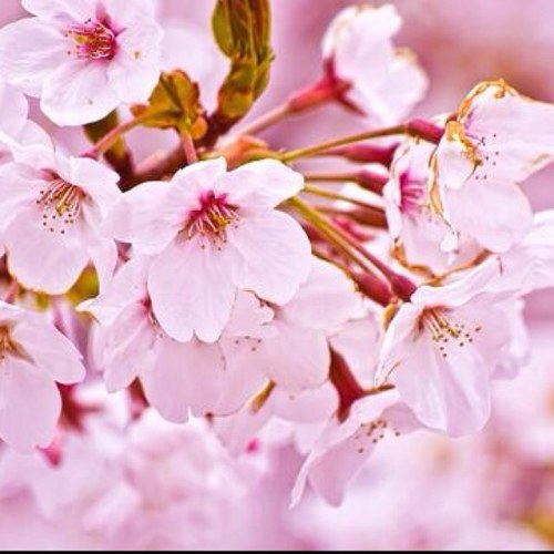 dchamberslife's profile picture. 