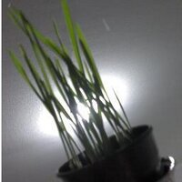 Ranine elHomsi (@ranineelhomsi) Twitter profile photo