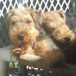 Welsh Terrier Breeder, AKC Judge