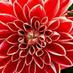Dineke van der Land ๐ (@dineke74) Twitter profile photo Dineke van der Land ๐ (@dineke74) Twitter profile photo