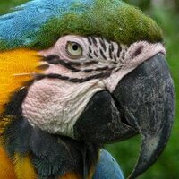 Mika Peck (@supamazon) Twitter profile photo