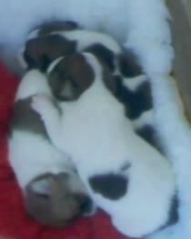 eplbruin's profile picture. 