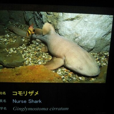 マッキー
