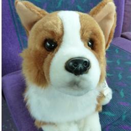 Unofficial watchdog for public transport. Likes buses the most. Dislikes cars and cats. Favourite possession - a Corgi model bus of course!