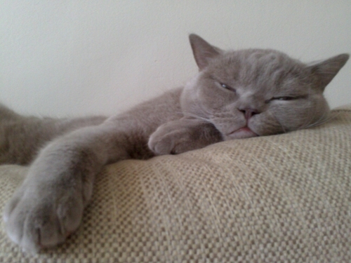 Cats are kings on internet