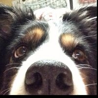NoBu (@capt_roze) 's Twitter Profile
