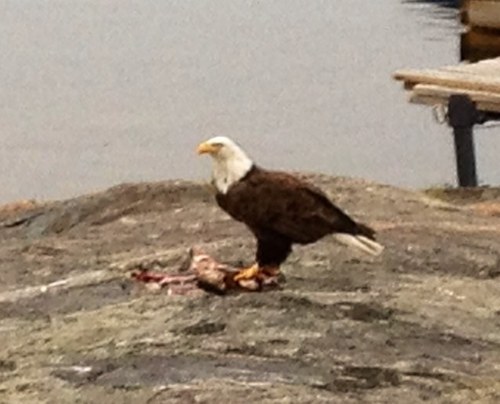 Bwep444's profile picture. I’m a highly educated Deplorable and Piece of Garbage…🇺🇸…DON’T TRUST THE MEDIA  no dms