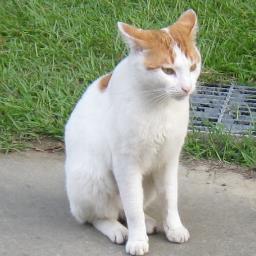 katou_kotarou's profile picture. ３