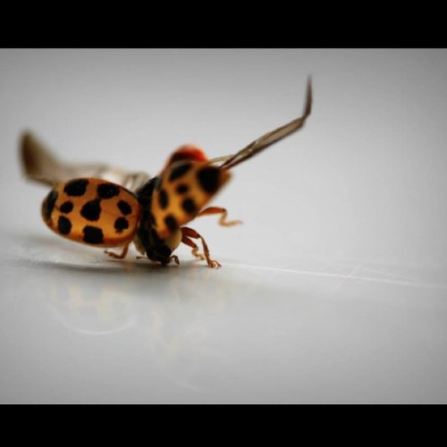 vicki1234's profile picture. 