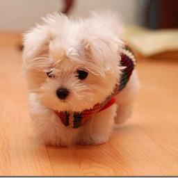 anjing nya cute he...he..he