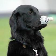 Badminton & other racket sports nut! Follow your passion!