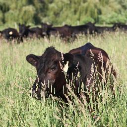 KnightOnt's profile picture. Father and high school teacher. Certified organic farmer. knightcc@gmail.com