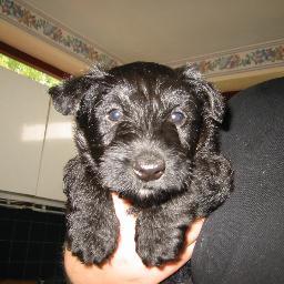 MrsCrimble's profile picture. 