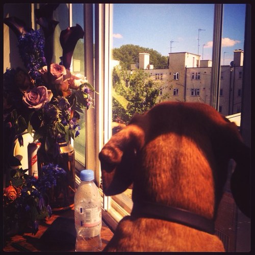 daveXXVII's profile picture. I essentially built and now own, manage, write, produce, mix, master and be the big boss at Studio XXVII. I also support chelsea and am a Dachshund. #rita4lyf