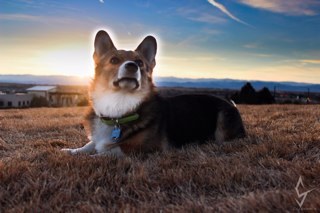 Corgi enthusiast