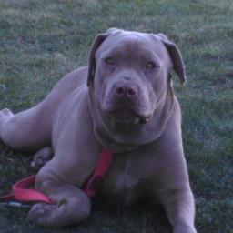 lastwright805's profile picture. metal guitarist and drummer