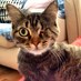 Tek Gözlü Kedi (@hicranmiyav) Twitter profile photo Tek Gözlü Kedi (@hicranmiyav) Twitter profile photo