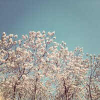 benay gürsoy toykoç (@pusurkusur) 's Twitter Profile